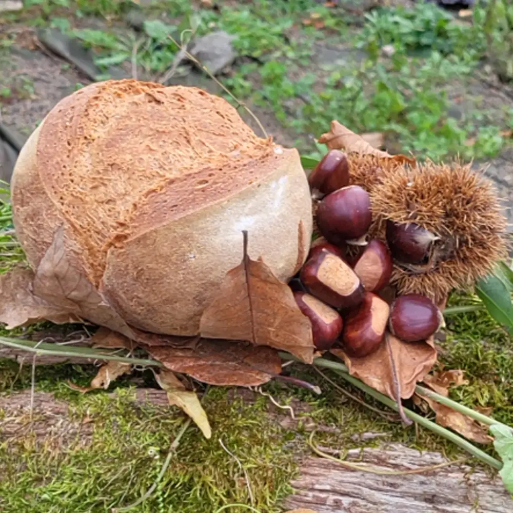Imagen de un pan de color marrón oscuro, hecho con harina de algarroba. El pan está rodeado de castañas de Indias y hojas de otoño, sobre un fondo de musgo y vegetación verde